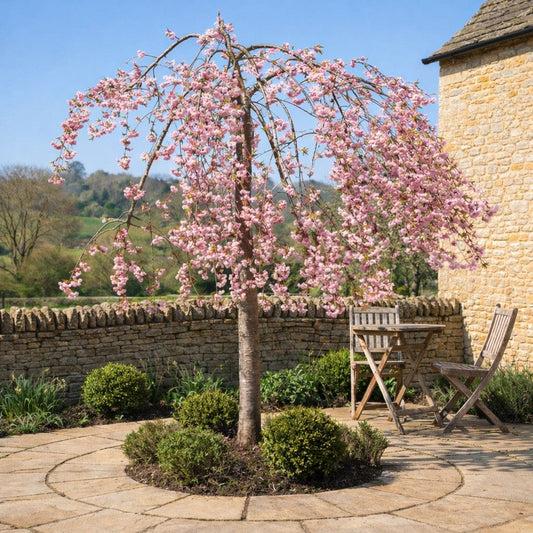 Prunus Subhirtella 'snow Fountain' Serpentine Single Stem - View 20 from www redcrocus com