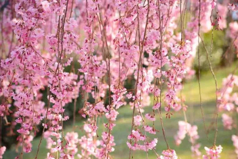 Prunus Subhirtella 'snow Fountain' Serpentine Single Stem - View 21 from www redcrocus com