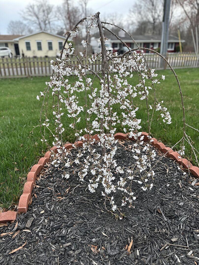 Prunus Subhirtella 'snow Fountain' Serpentine Single Stem - View 22 from www redcrocus com