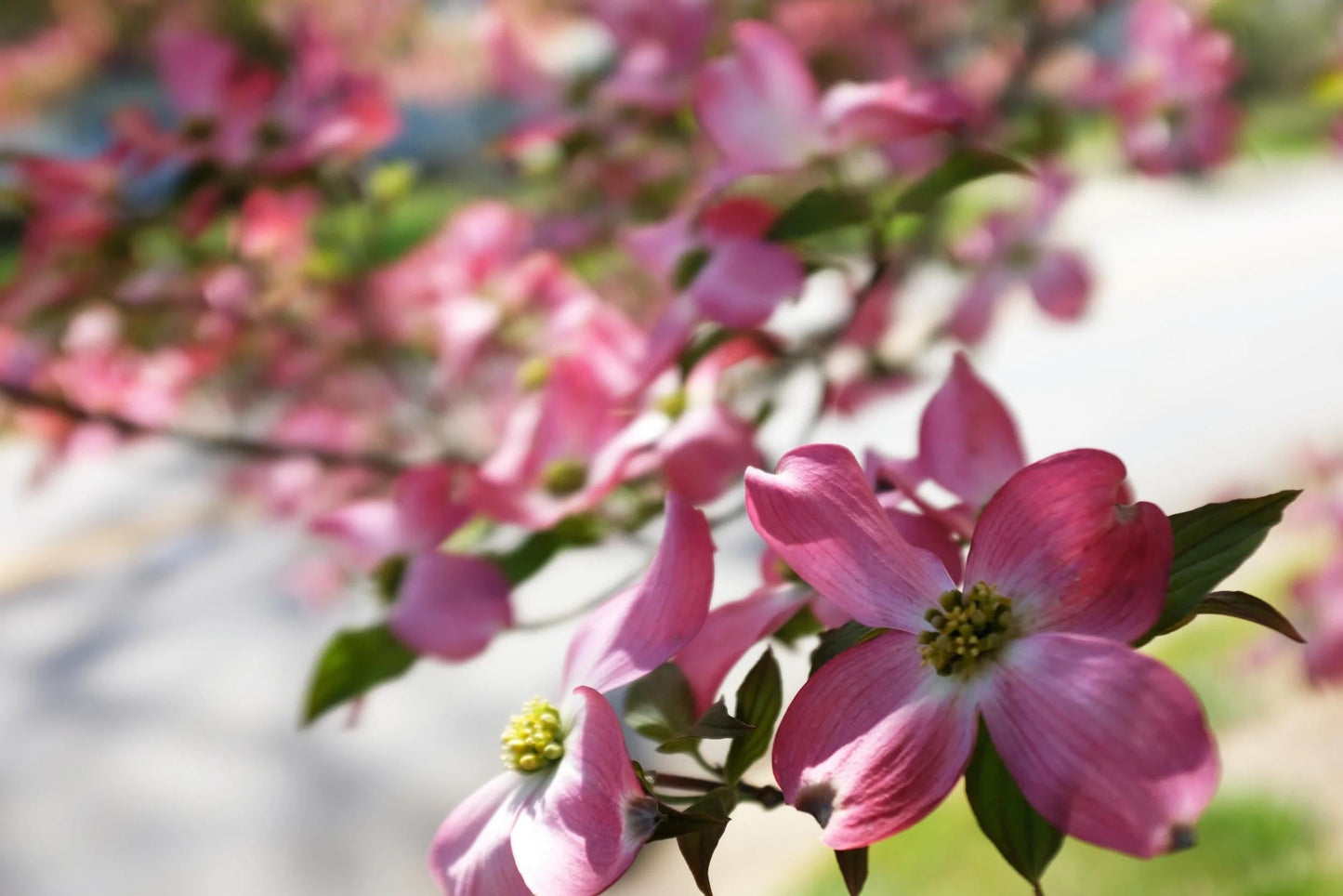 Prunus Subhirtella 'snow Fountain' Serpentine Single Stem - View 23 from www redcrocus com
