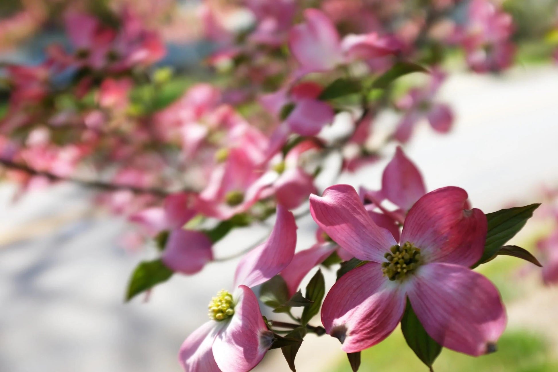 Prunus Subhirtella 'snow Fountain' Serpentine Single Stem - View 23 from www redcrocus com
