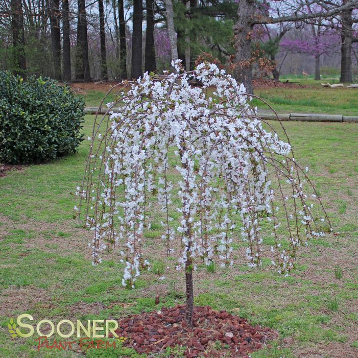 Prunus Subhirtella 'snow Fountain' Serpentine Single Stem - View 3 from www redcrocus com