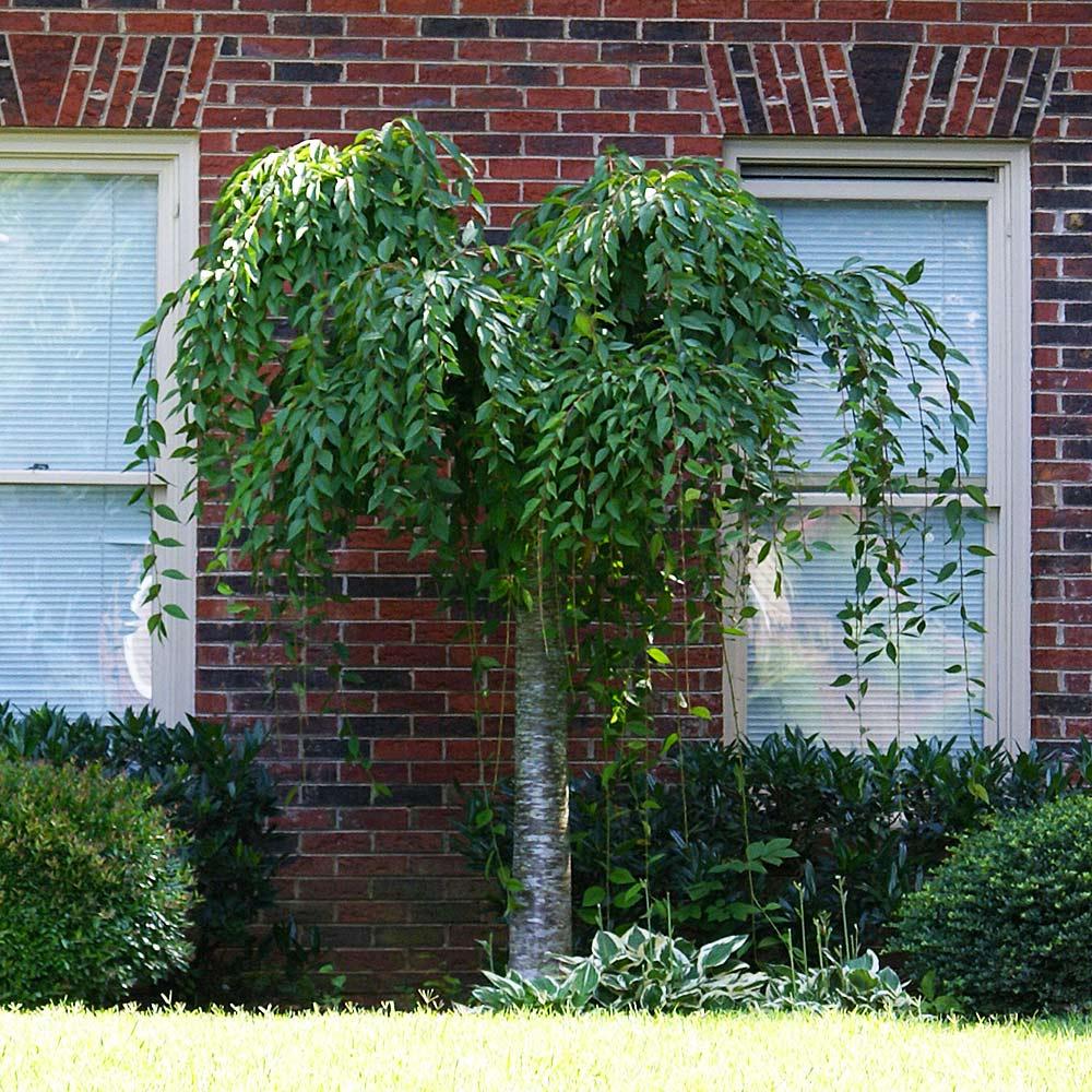 Prunus Subhirtella 'snow Fountain' Serpentine Single Stem - View 4 from www redcrocus com