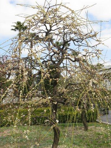 Prunus Subhirtella 'snow Fountain' Serpentine Single Stem - View 6 from www redcrocus com