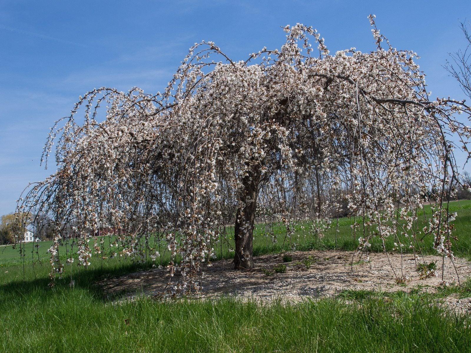 Prunus Subhirtella 'snow Fountain' Serpentine Single Stem - View 7 from www redcrocus com
