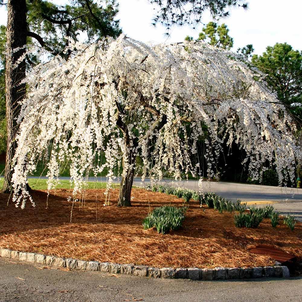 Prunus Subhirtella 'snow Fountain' Serpentine Single Stem - View 9 from www redcrocus com