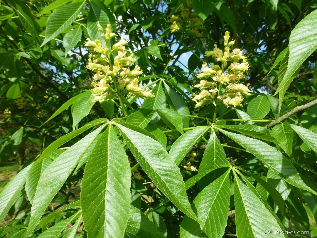 Aesculus Arnoldiana Autumn Splendor - View 16 from www redcrocus com
