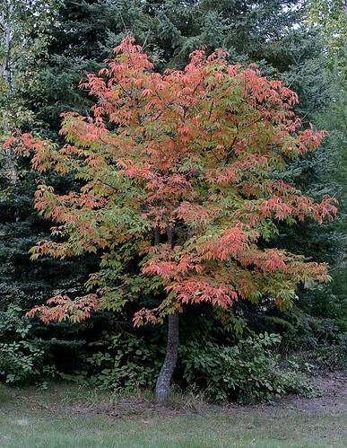 Aesculus Arnoldiana Autumn Splendor - View 18 from www redcrocus com