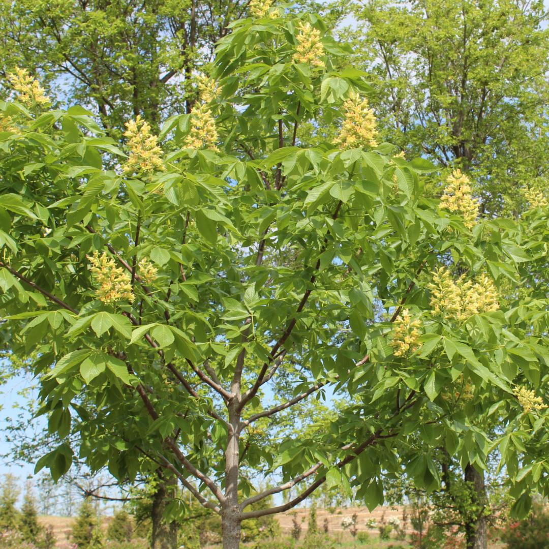 Aesculus Arnoldiana Autumn Splendor - View 2 from www redcrocus com
