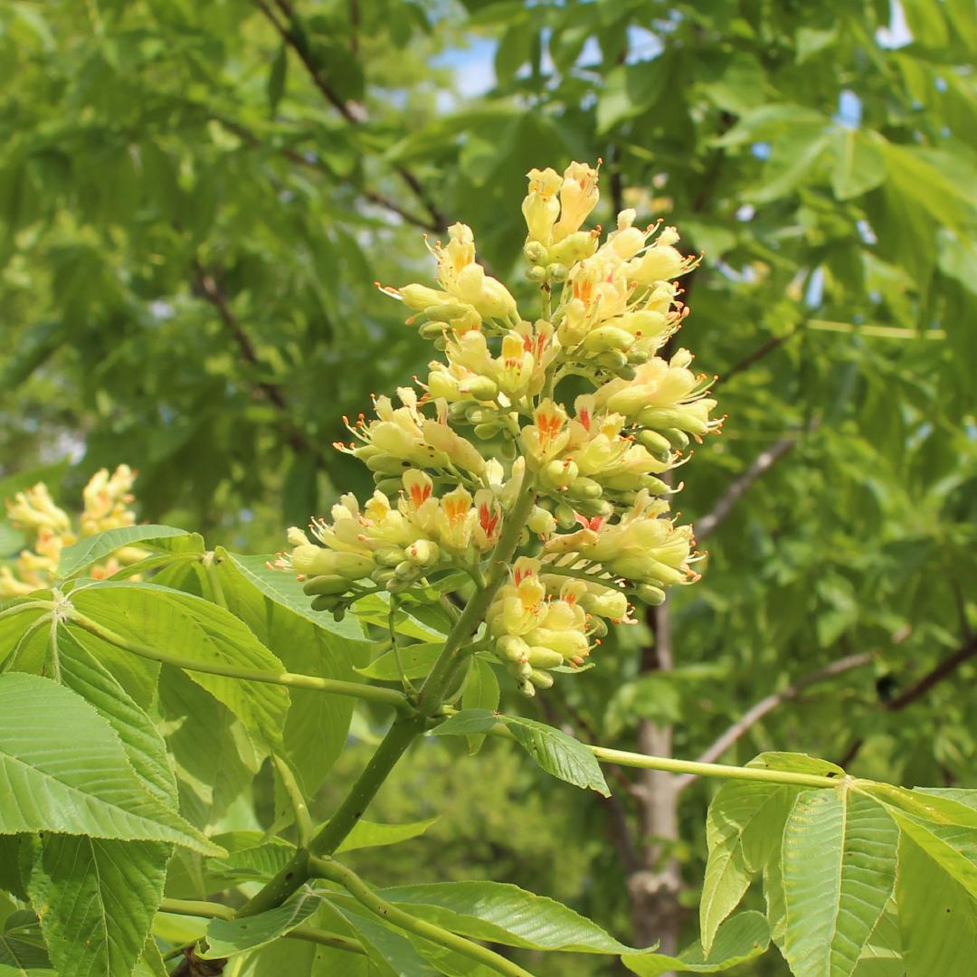 Aesculus Arnoldiana Autumn Splendor - View 5 from www redcrocus com