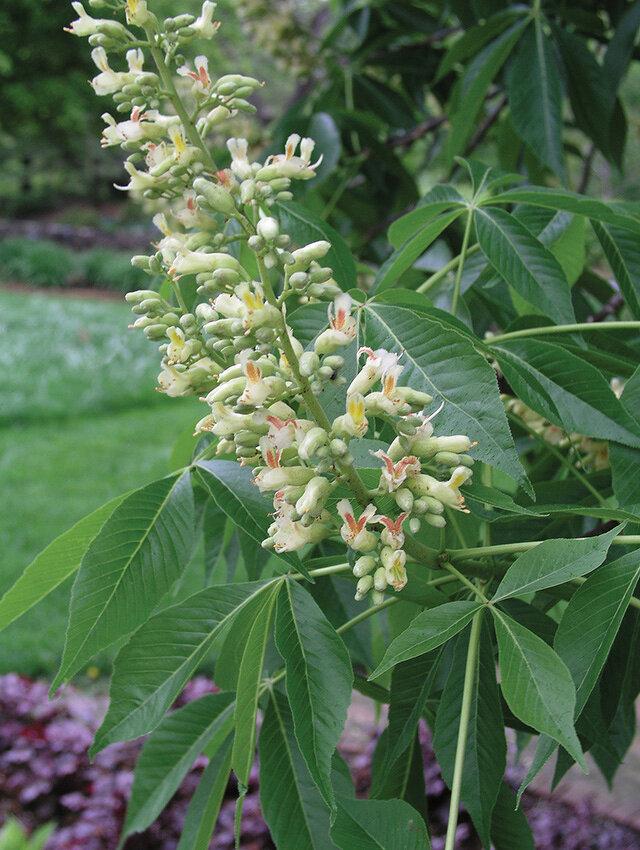 Aesculus Arnoldiana Autumn Splendor - View 8 from www redcrocus com