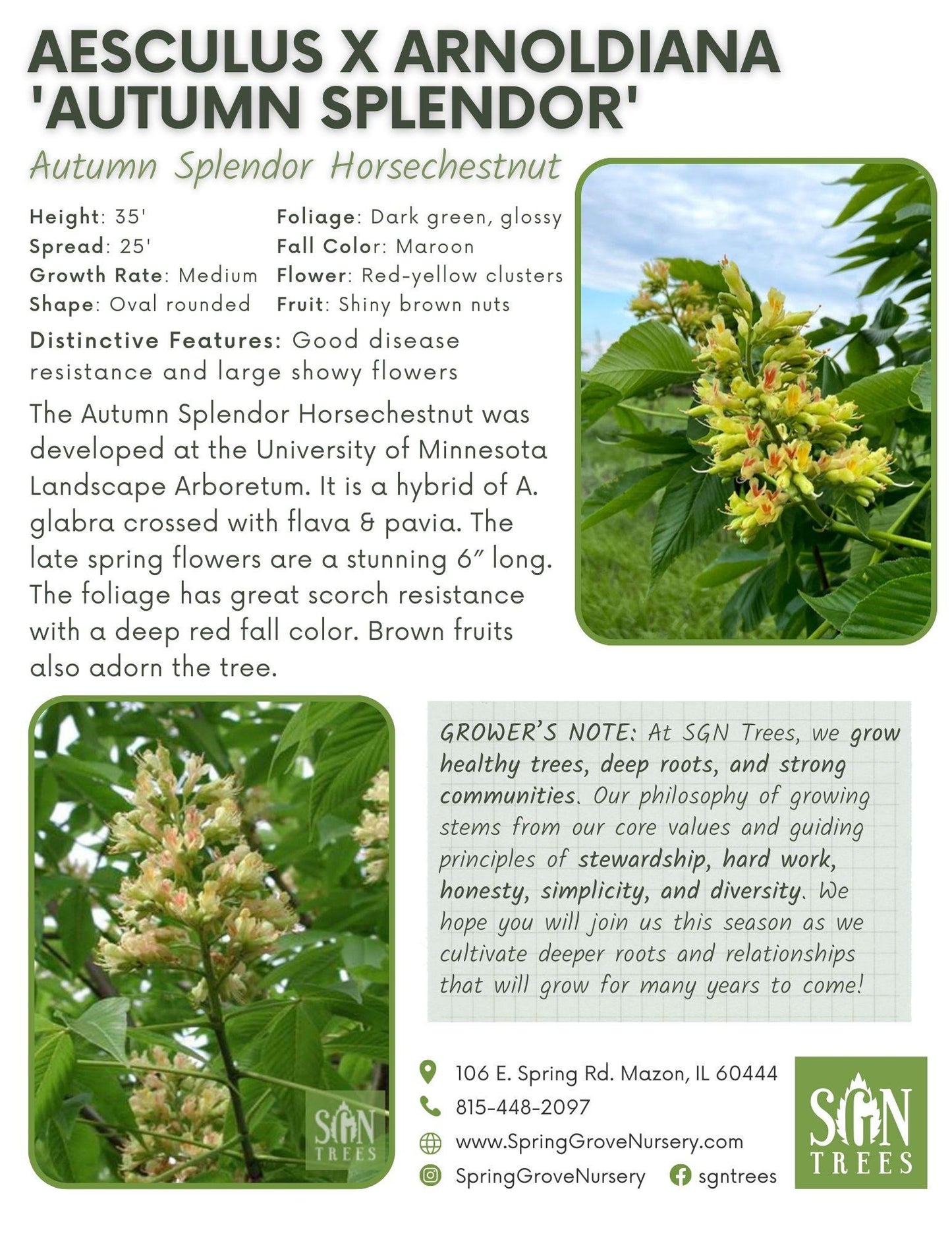 Aesculus Arnoldiana Autumn Splendor - View 9 from www redcrocus com