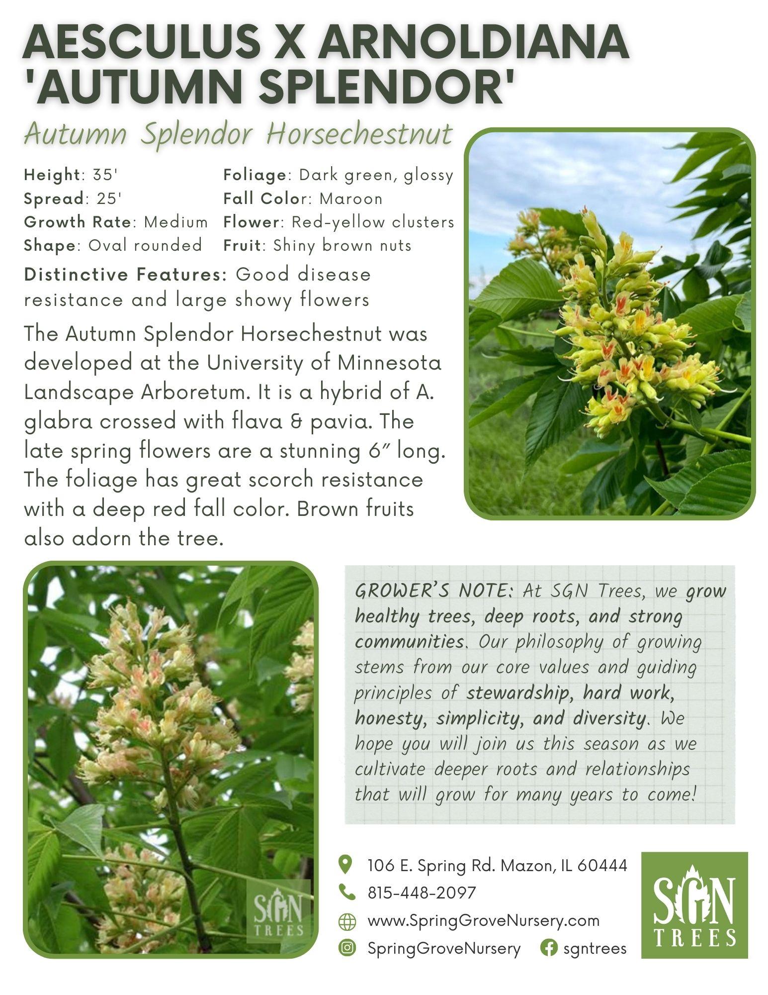 Aesculus Arnoldiana Autumn Splendor - View 9 from www redcrocus com