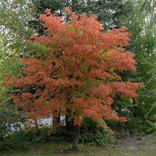 Aesculus Arnoldiana Autumn Splendor - View 13 from www redcrocus com