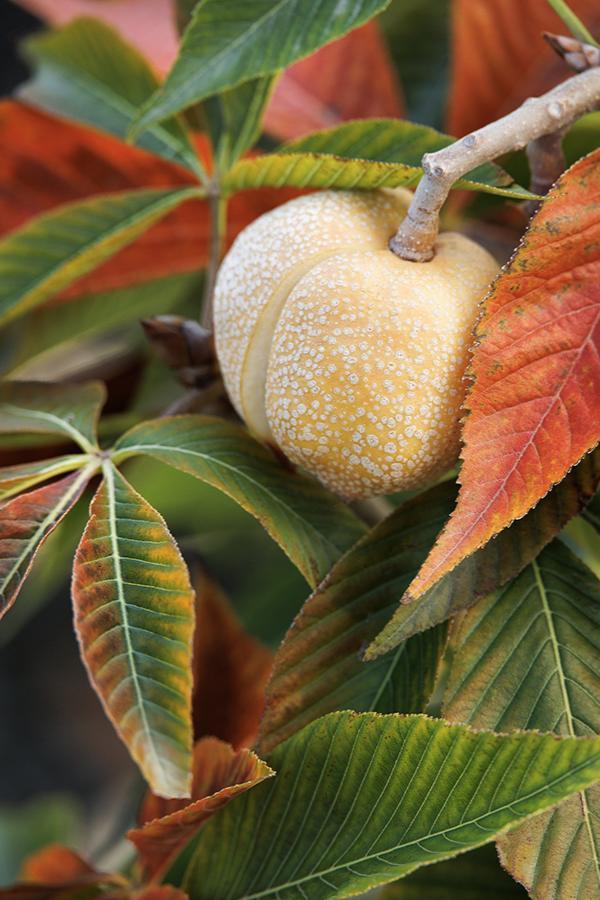Aesculus Arnoldiana Autumn Splendor - View 17 from www redcrocus com