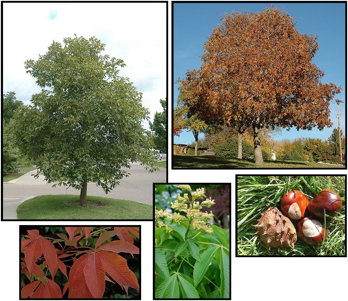 Aesculus Arnoldiana Autumn Splendor - View 19 from www redcrocus com