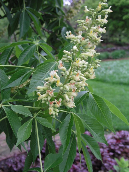 Aesculus Arnoldiana Autumn Splendor - View 1 from www redcrocus com