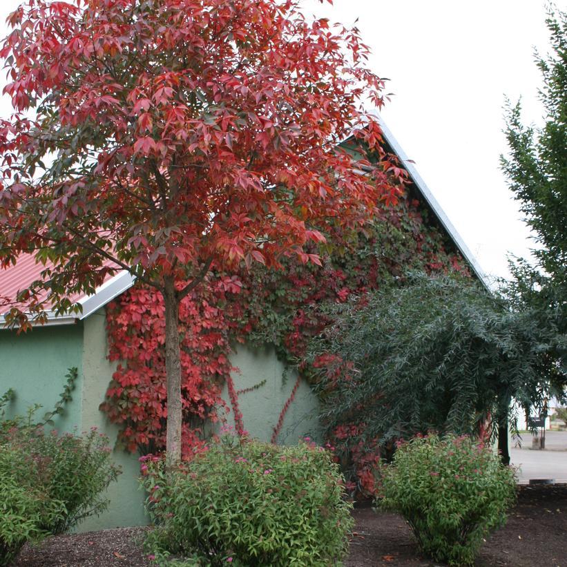 Aesculus Arnoldiana Autumn Splendor - View 4 from www redcrocus com