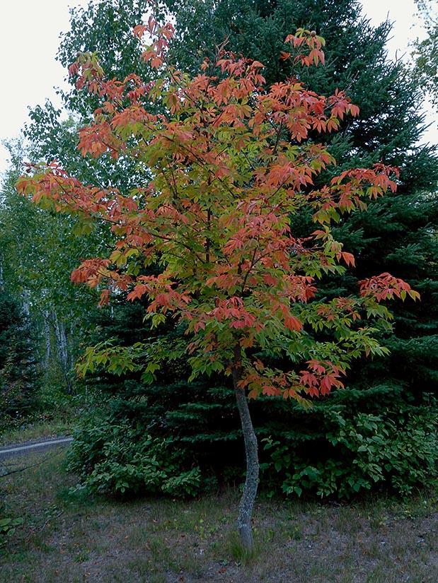 Aesculus Arnoldiana Autumn Splendor - View 7 from www redcrocus com