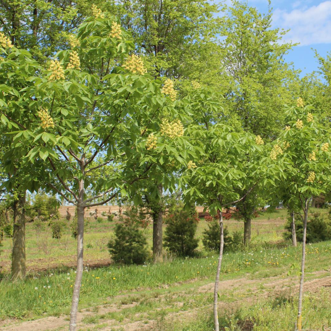 Aesculus Arnoldiana Autumn Splendor - View 9 from www redcrocus com