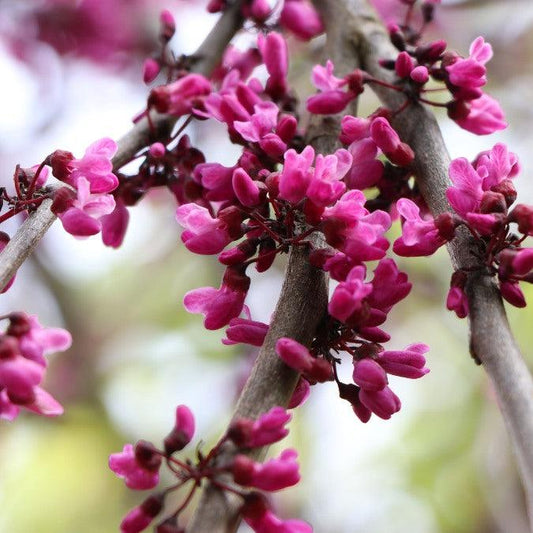 Cercis Canadensis Ruby Falls Single Stem - View 10 from www redcrocus com