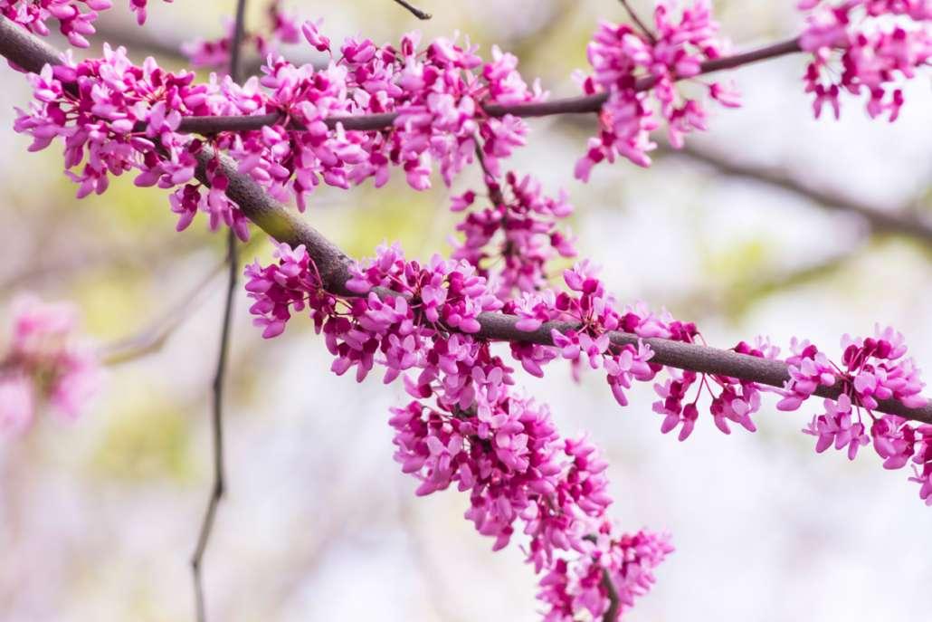 Cercis Canadensis Single Stem - View 17 from www redcrocus com