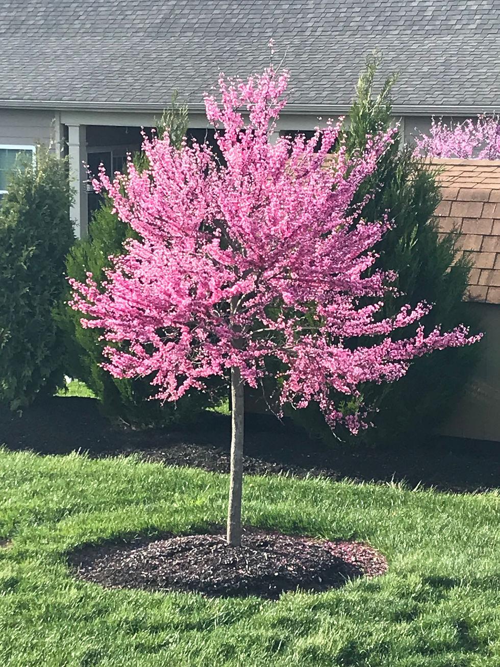 Cercis Canadensis Appalachian Red Single Stem - View 13 from www redcrocus com
