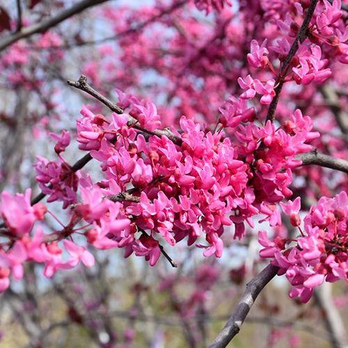 Cercis Canadensis Appalachian Red Single Stem - View 16 from www redcrocus com