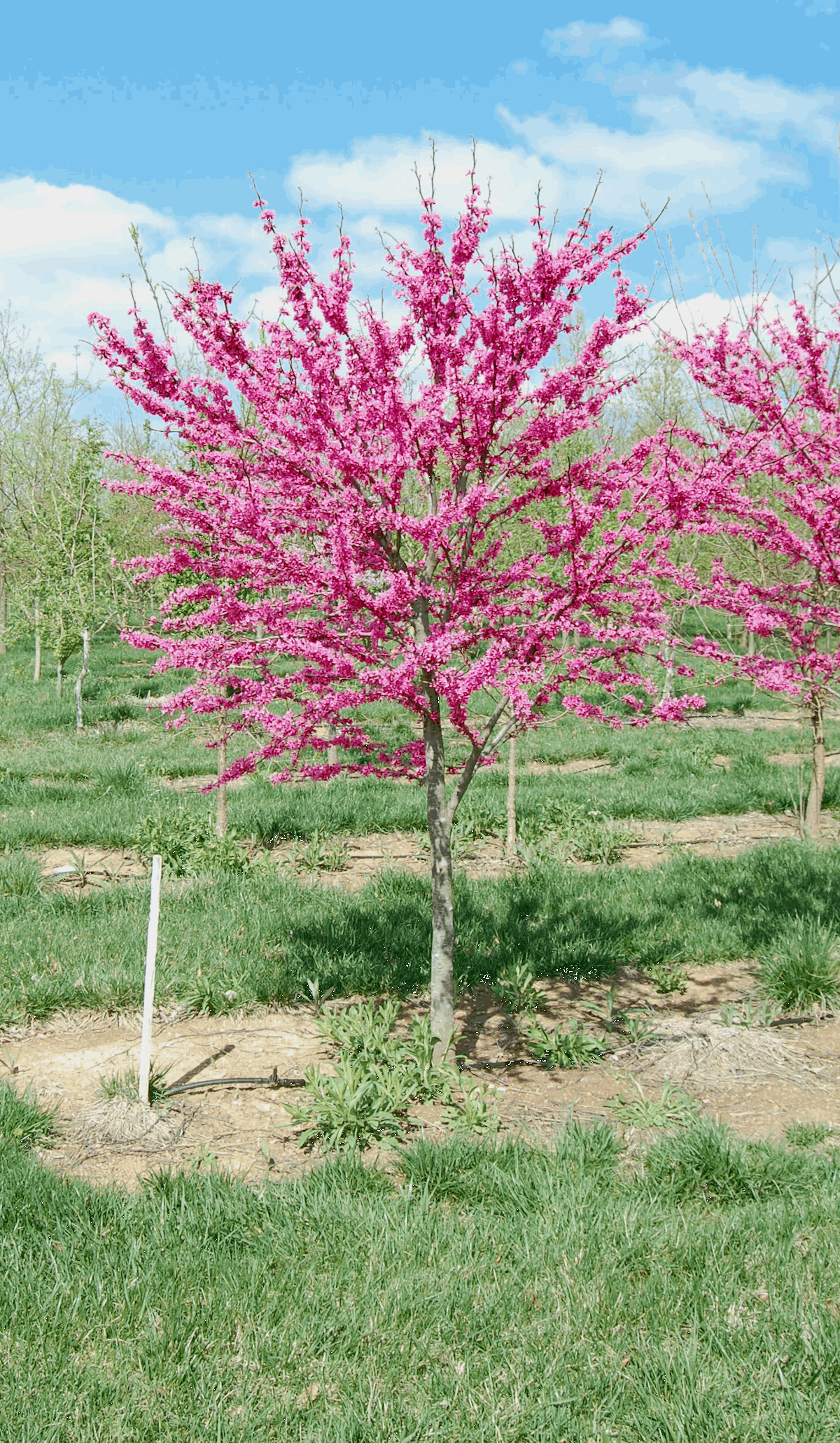 Cercis Canadensis Appalachian Red Single Stem - View 9 from www redcrocus com