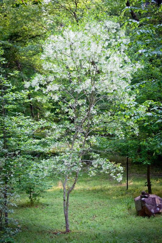 Chionanthus Retusus Single Stem - View 10 from www redcrocus com