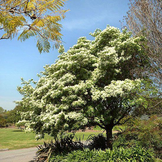 Chionanthus Retusus Single Stem - View 13 from www redcrocus com