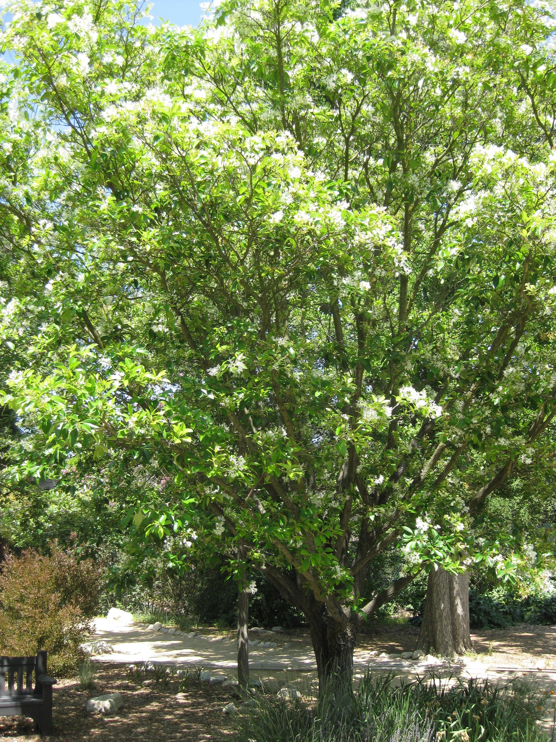 Chionanthus Retusus Single Stem - View 17 from www redcrocus com