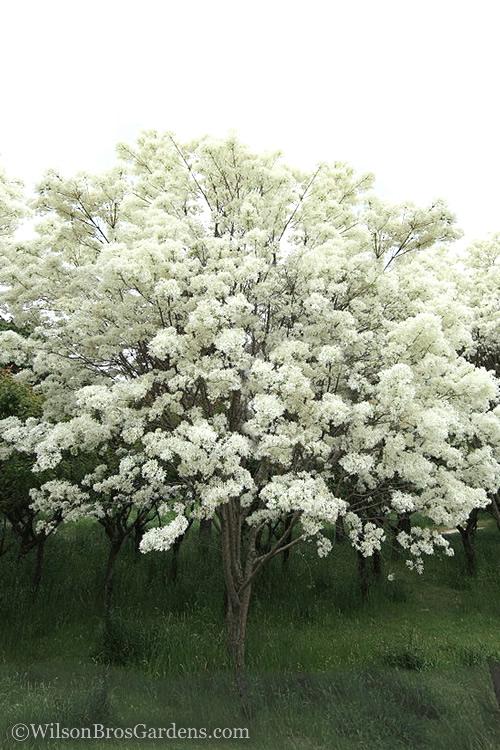 Chionanthus Retusus Single Stem - View 1 from www redcrocus com