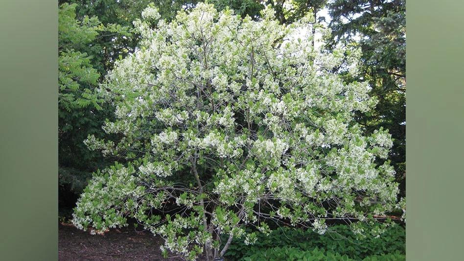 Chionanthus Retusus Single Stem - View 20 from www redcrocus com