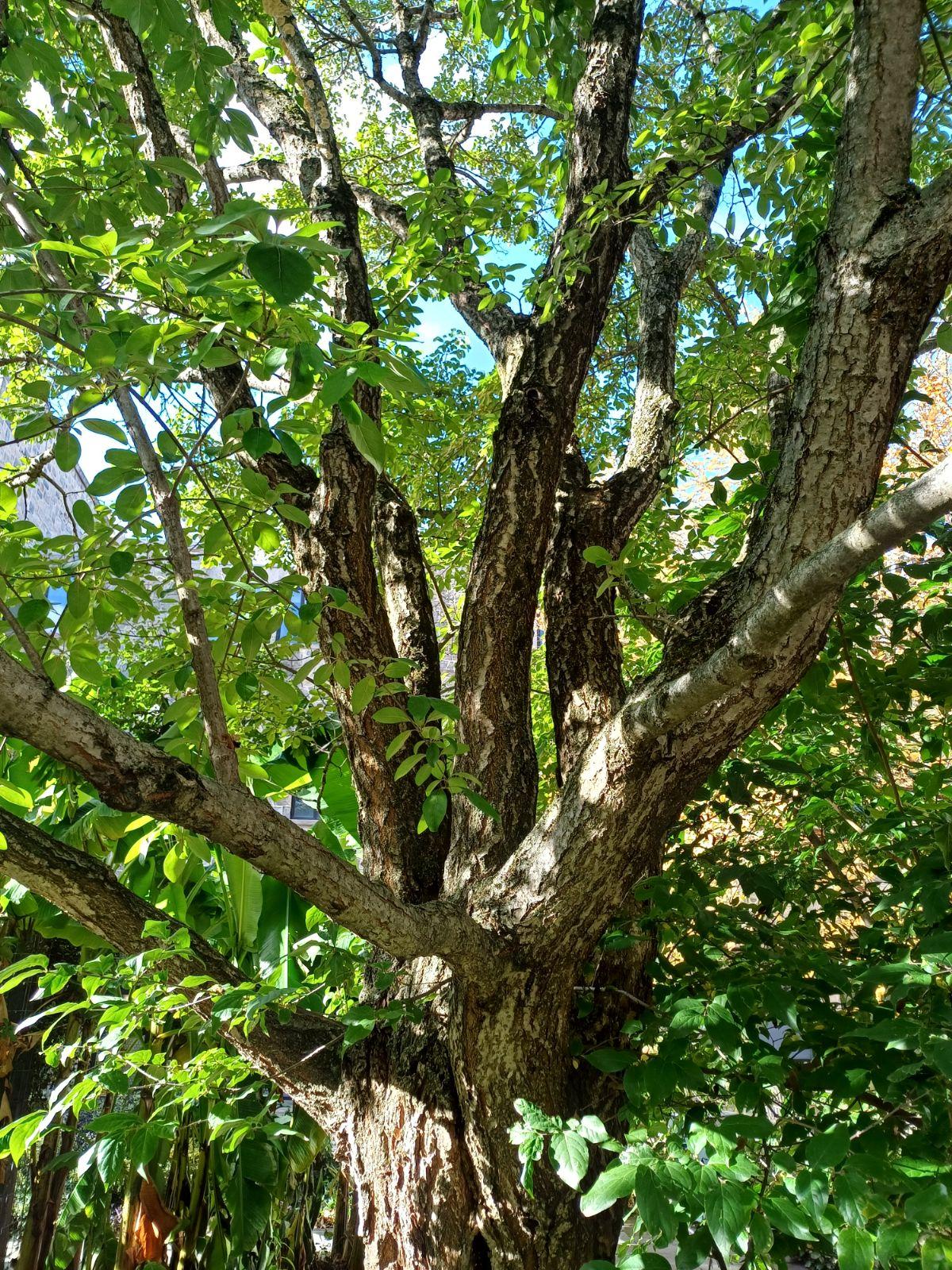 Chionanthus Retusus Single Stem - View 21 from www redcrocus com