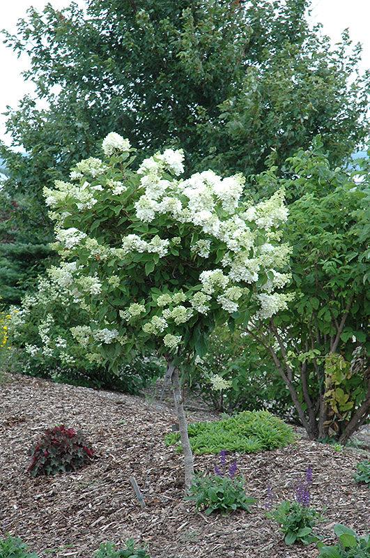 Chionanthus Retusus Single Stem - View 24 from www redcrocus com