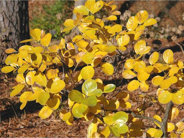 Chionanthus Retusus Single Stem - View 25 from www redcrocus com