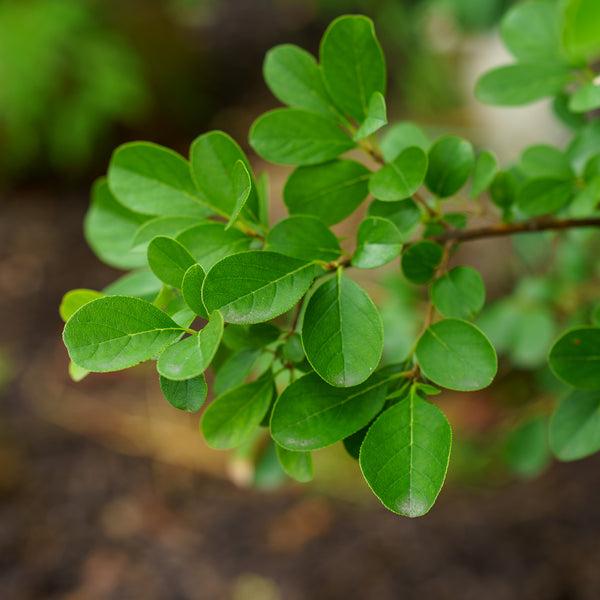 Chionanthus Retusus Single Stem - View 28 from www redcrocus com