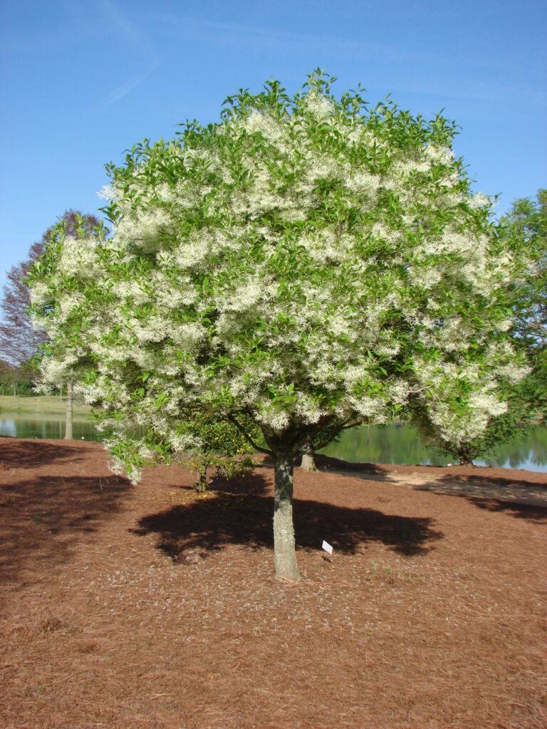 Chionanthus Retusus Single Stem - View 32 from www redcrocus com