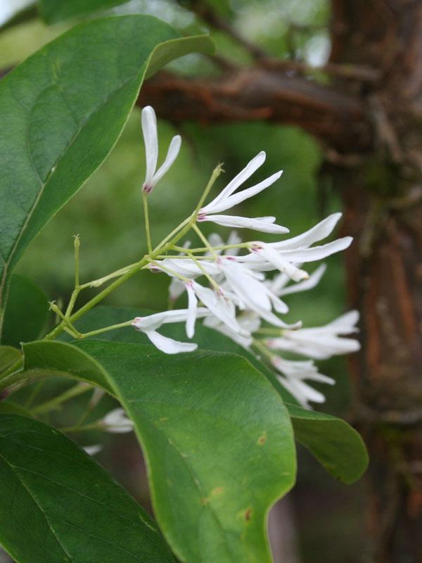 Chionanthus Retusus Single Stem - View 36 from www redcrocus com