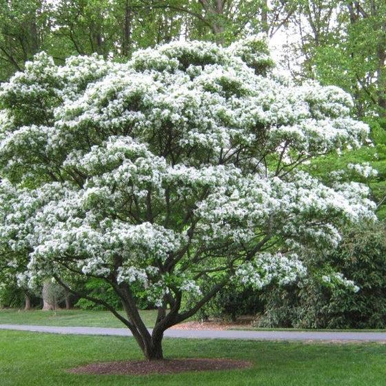 Chionanthus Retusus Single Stem - View 37 from www redcrocus com