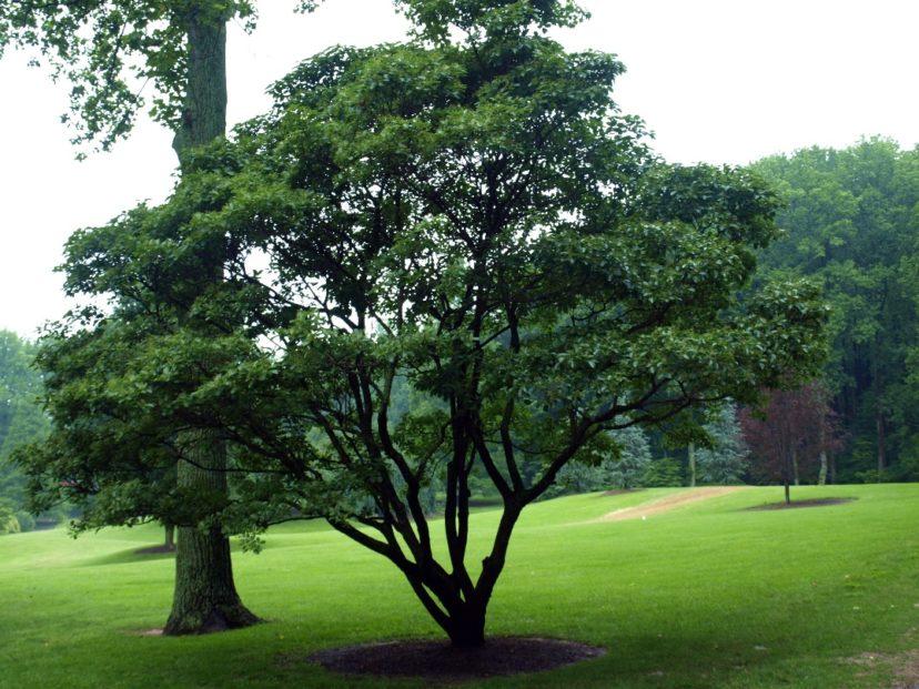 Chionanthus Retusus Single Stem - View 38 from www redcrocus com