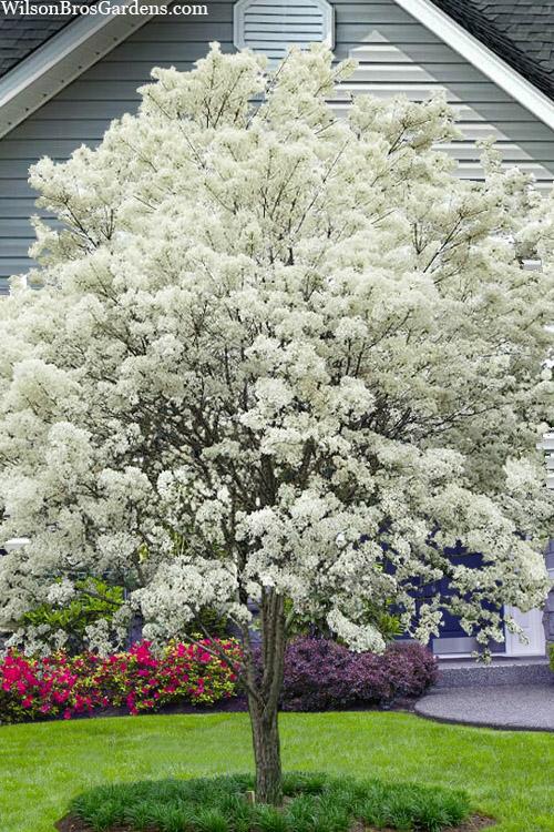 Chionanthus Retusus Single Stem - View 6 from www redcrocus com