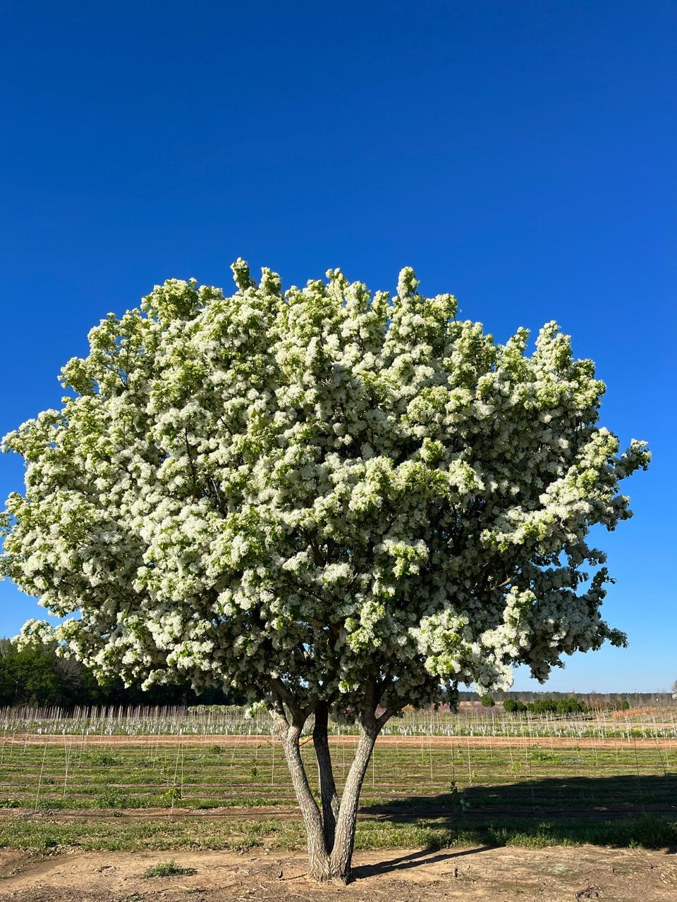 Chionanthus Retusus Single Stem - View 8 from www redcrocus com