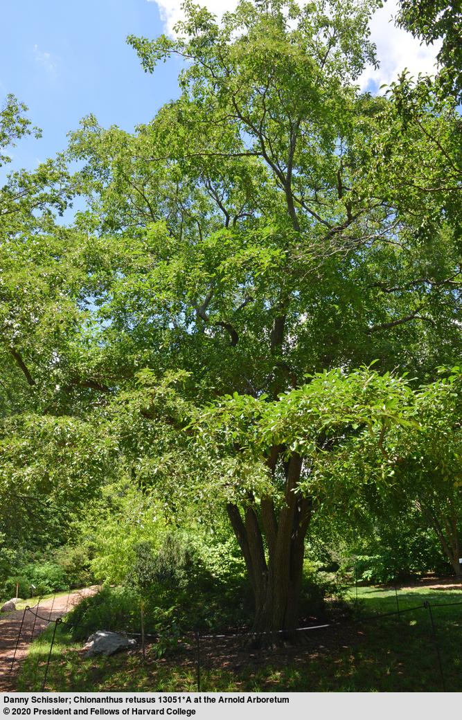 Chionanthus Retusus Single Stem - View 9 from www redcrocus com
