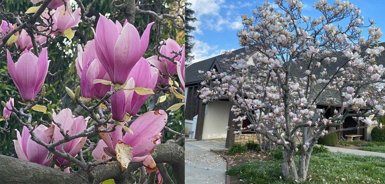 Magnolia Soulangeana Multi Stem - View 12 from www redcrocus com