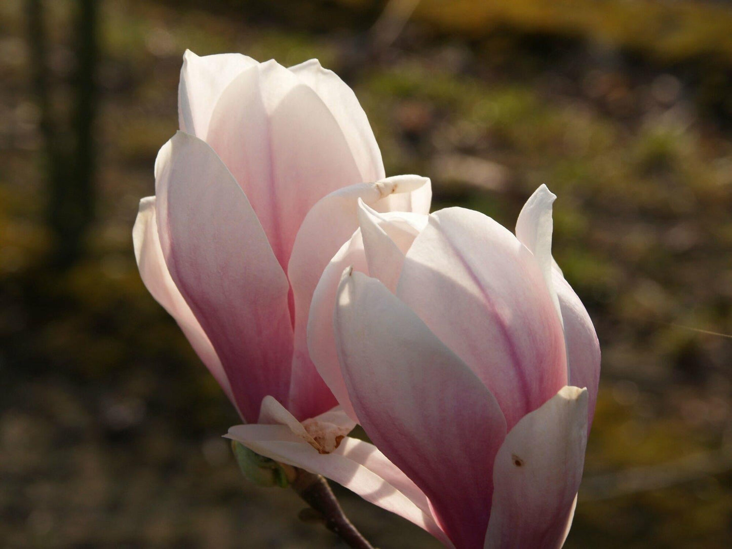 Magnolia Soulangeana Multi Stem - View 17 from www redcrocus com