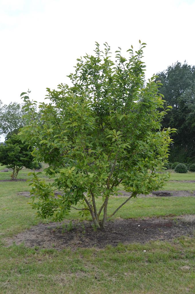 Magnolia Soulangeana Multi Stem - View 2 from www redcrocus com