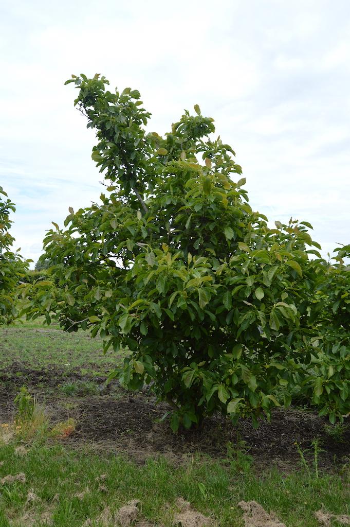 Magnolia Soulangeana Multi Stem - View 4 from www redcrocus com