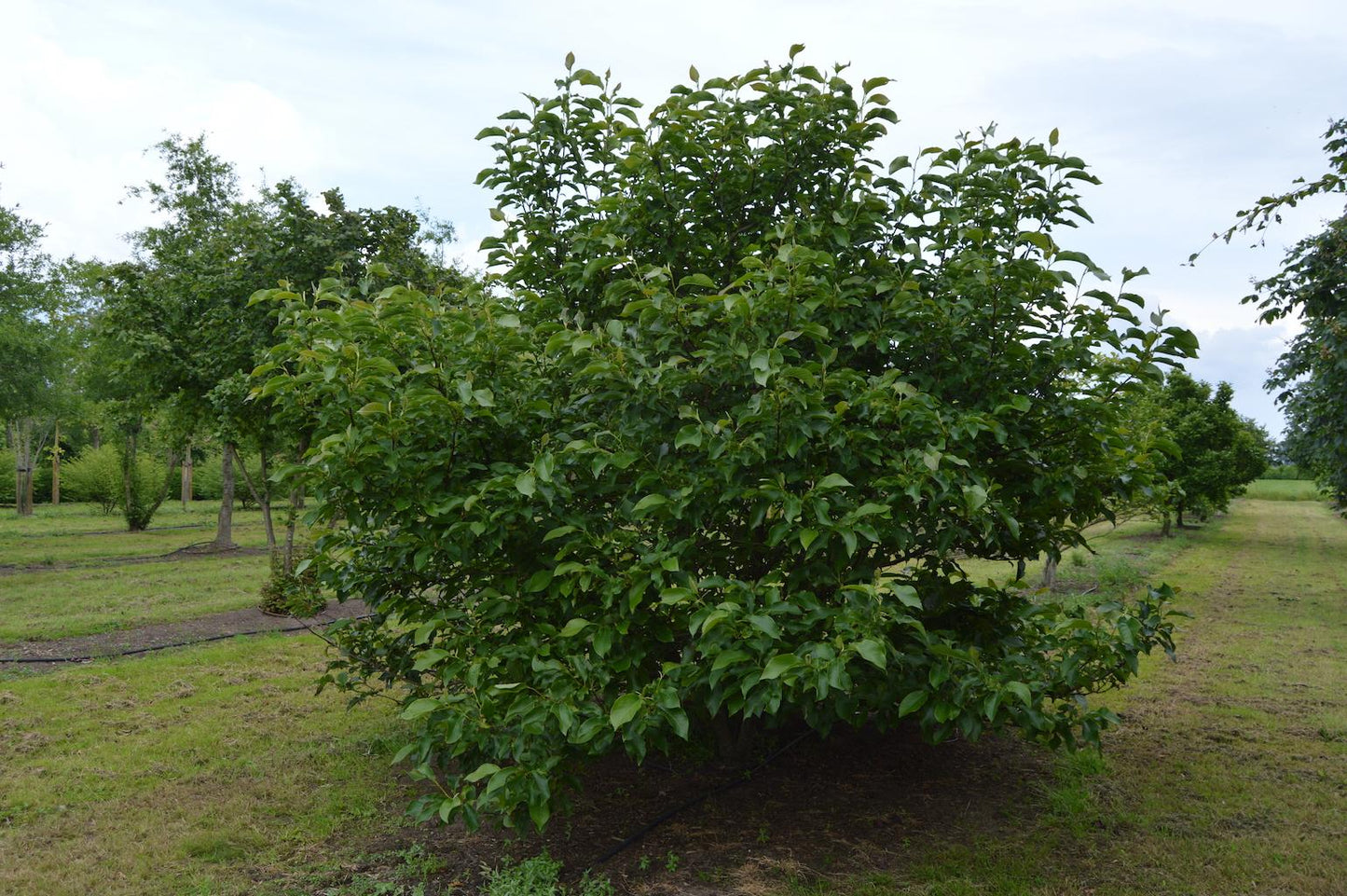 Magnolia Soulangeana Multi Stem - View 6 from www redcrocus com